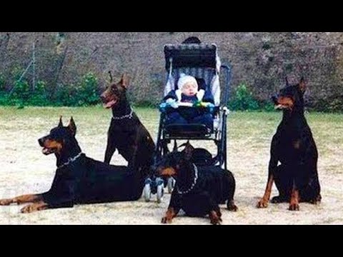 10 Dogs That Are Stronger Than An Army