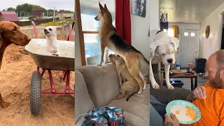 Dogs Doing Funny Things  Best of March 2024