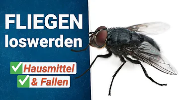 Welche Fliegen gibt es im Haus?