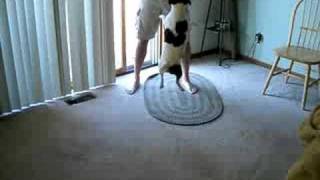 DOG vs. MAILING TUBE by kbad73 492,163 views 15 years ago 11 seconds