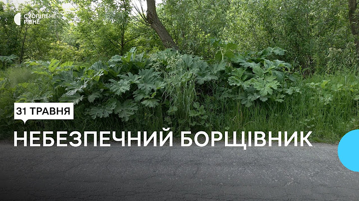 Борщівник Сосновського: хто у Рівному повинен його знищувати та що робити, якщо обпеклись рослиною