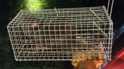 Bẩy chuột cống nhum bằng mồi chuối chín