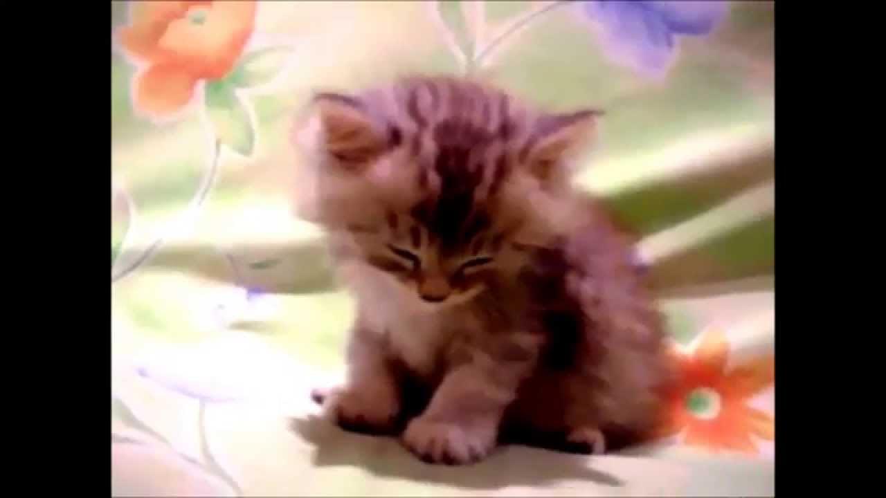 Seks Finn va Bubble Gum