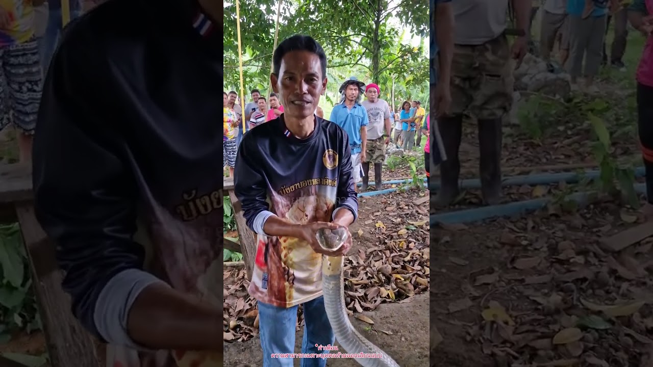 โคตรจงอางสองตัวบุกบ้านเดียวกัน.!!