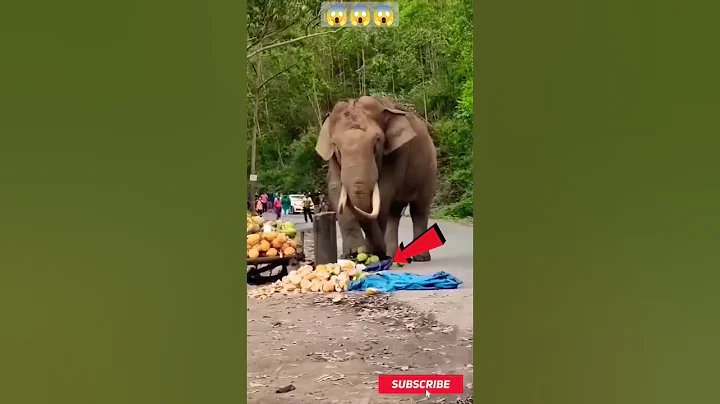 ELEPHANT ATTACK |🔥😱🤯 #shorts #shortvideo #elephant
