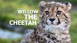 A Perfect Day | Ep 3: 'Willow the Cheetah'
