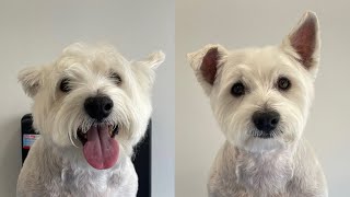 Grooming a Westie Head (Short Summer Cut) | Dog Grooming