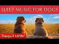 Music to Make Your Dog Sleep 🐶💤 12-Hours of Bliss!