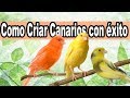 Truco para Criar Canarios con Exito y Muy Fácil