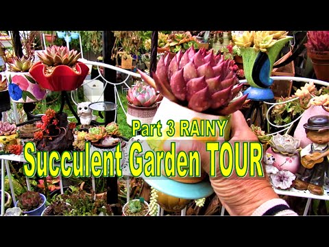 BIG POTS BIG PLANTS - PART 3 Rainy Succulent Garden Tour | Liz Kreate