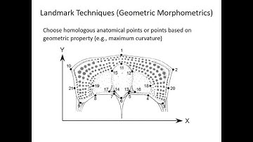 Phenetics and cladistics