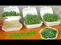 How to grow pea shoots without soil  plant pea in styrofoam box for beginners