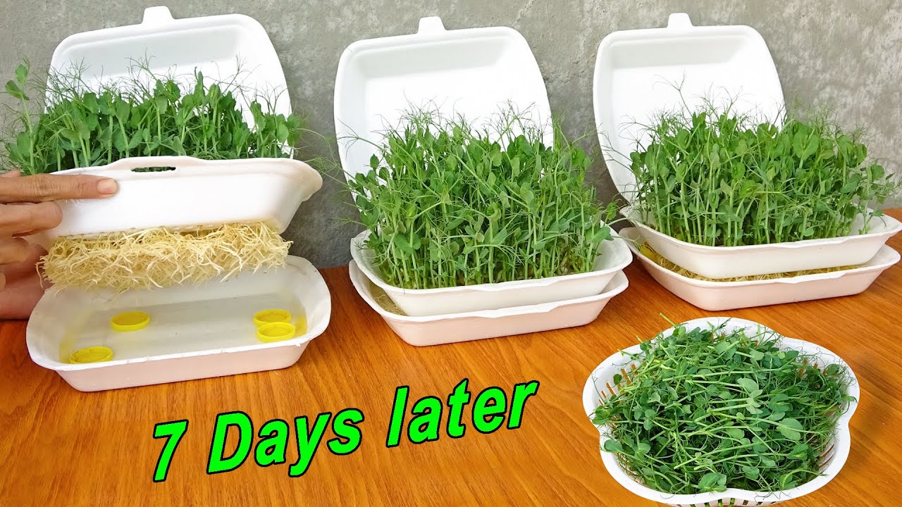 Ideas | Growing sprouts at home | No need for land, fast to harvest