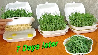 How to Grow Pea Shoots Without Soil | Plant Pea in Styrofoam Box for beginners