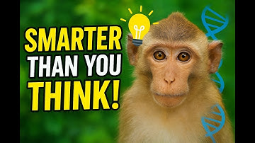 Monkeys Are Smarter Than You Think! 🐒