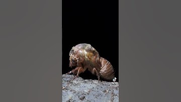سوره ملک ماشاالله خیلی زیبا دلنشین