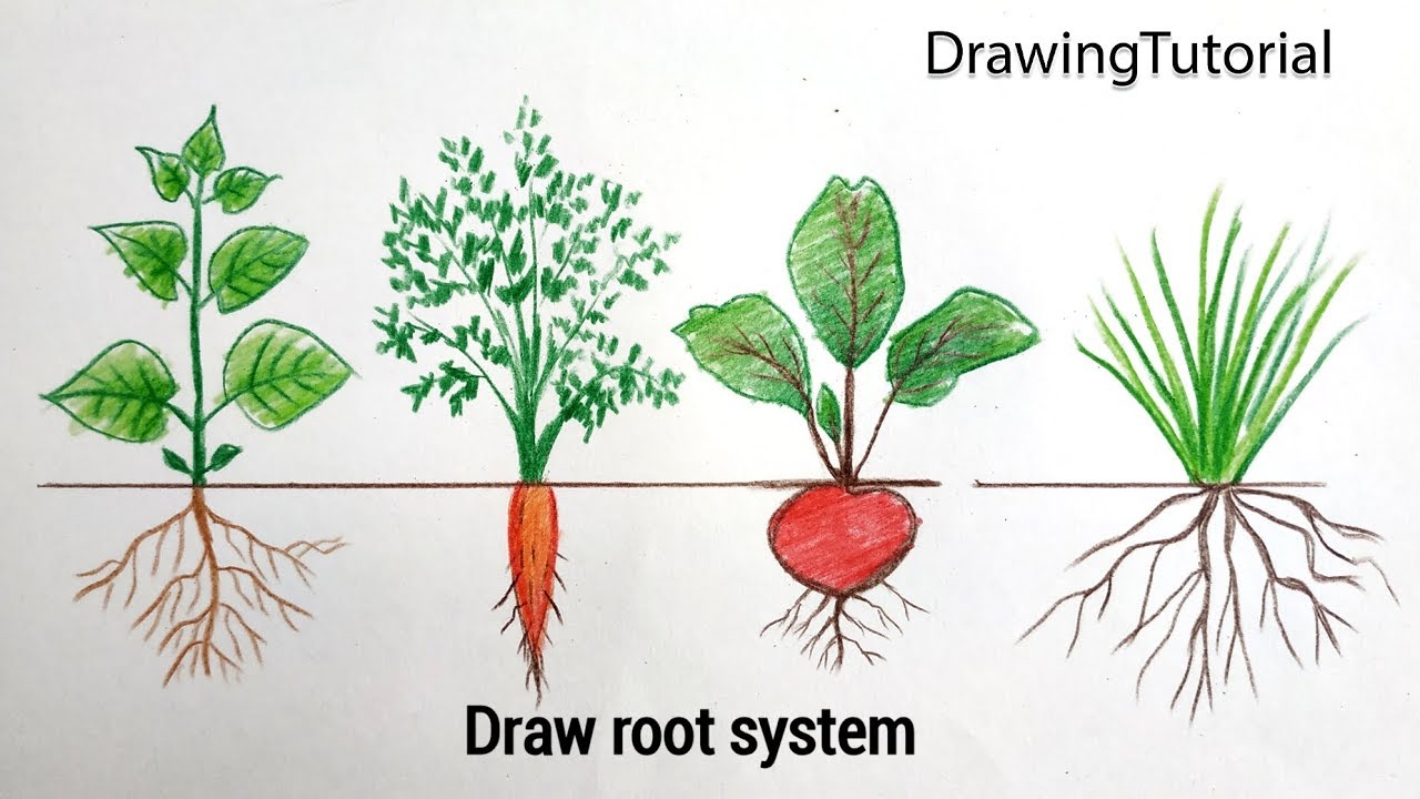 Fibrous Root System Diagram