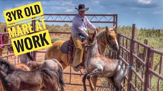VIXEN WORKING RANCH HORSE | BRANDING FOALS