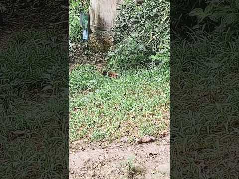 Kalami I Kaon Ug Manok Oi