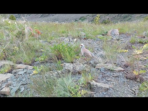 Модкабк Шикор Шикори Кабк Keklik avi tuzakla Охота на куропатка Partridge hunting شکار کبک Chukaravi