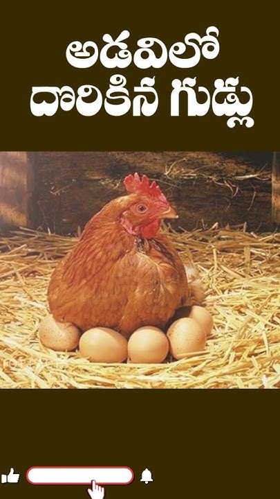 Eggs found in the forest ll అడవిలో దొరికిన గుడ్లు ll Telugu Facts ll