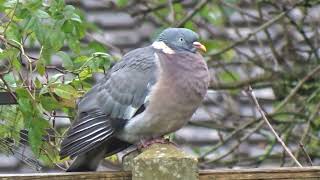 Peter the pigeon 4 with his feathers puffed out to keep warm. by Boro Adventure 2,208 views 5 months ago 1 minute, 8 seconds