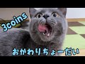 スリコのフードボウルで大好きなマグロを食べた猫【3coins】