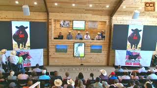 Stellpflug Cattle Female Sale, Guernsey, WY