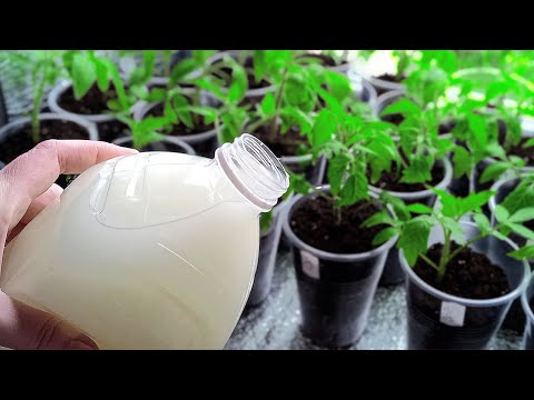 Полей любую рассаду и даже самое чахлое растение оживет, позеленеет! Питательная вода для полива!