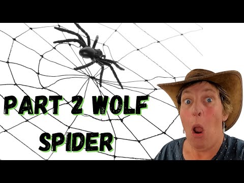 Video: Er edderkopper insekter eller edderkoppdyr?