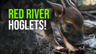 Red River Hoglets!