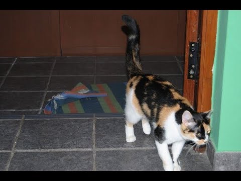 Video: Was Tun, Wenn Ihre Katze Durchfall Hat