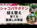 【基本】シャコバサボテン植え替え【株分け】