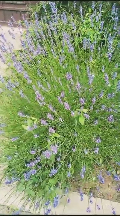 Лаванда #ставрополь #2024 #flowers #цветы #лаванда - YouTube