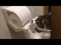 トイレットペーパーホルダー攻略中の子猫