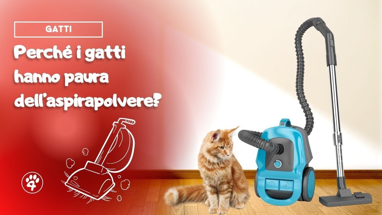 Perché i gatti hanno paura dell'aspirapolvere  Amoreaquattrozampe.it  #shorts #gatti #aspirapolvere 