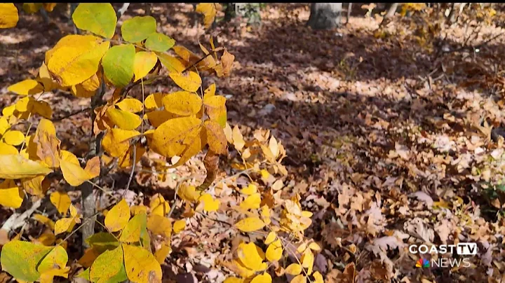 Delmarva's drought persists: The science behind the colorful leaves and the droughts lasting impact