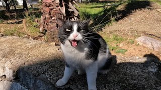 The very hungry tuxedo cat started meowing louder when she saw the food