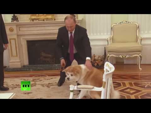 Video: Ինչպես պատրաստել փուչիկ մոդելավորող շուն