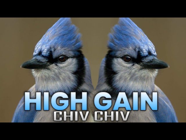 Chiv Chiv Horn mix High Gain competition  💥💨 class=