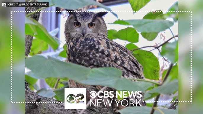 New Yorkers Remember Flaco Owl Who Escaped Central Park Zoo