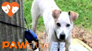 Good Samaritan Walks 3 Miles to Save Dog Tied To Pole