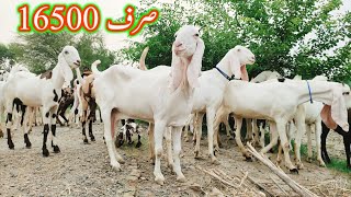 بیتل امرتسری اور راجن پوری بکریاں 03416228300 ۔۔ 03471212185 ۔ Goat farming in Pakistan