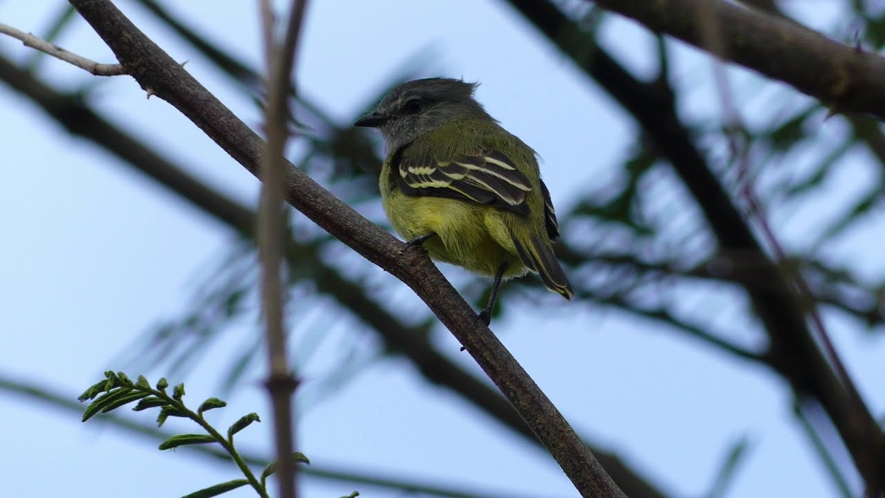 Yellow-Crowned Tyrannulet (Tyrannulus elatus), French Guiana