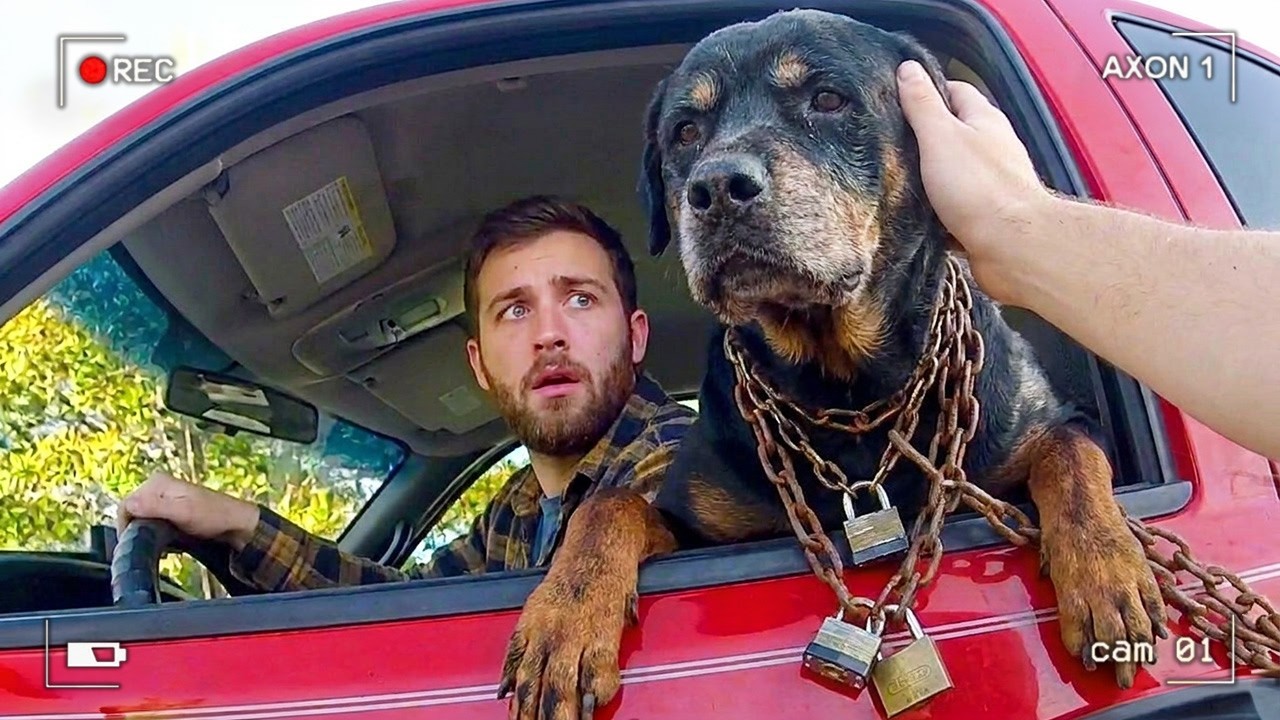 When Officers Save Dogs from Malicious Individuals