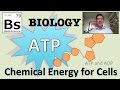 Energy Transformation: The ATP and ADP Cycle in Cellular Processes