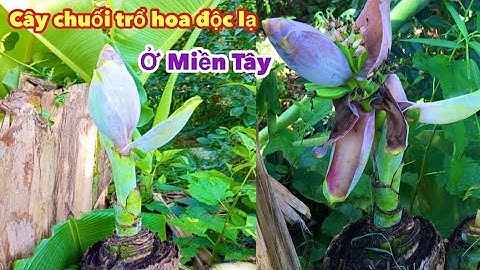Cây chuối rất độc lạ trổ hoa và nải giữa thân ở Miền Tây