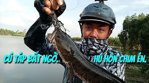 Câu cá lóc mùa lũ.Cá bự ẩn mình.Thợ săn cá lóc.