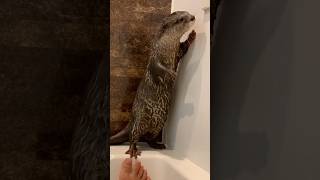 Take a Bath With an Otter Every Day #shorts #aty #otter #WaterSausage