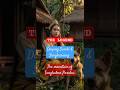 The Legend Of Sangkuriang The Origin Of Mount Tangkuban Perahu The Legend Of Sangkuriang The Origin Of Mount Tangkuban Perahu